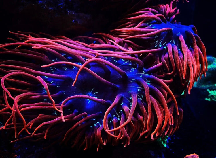 Anemones