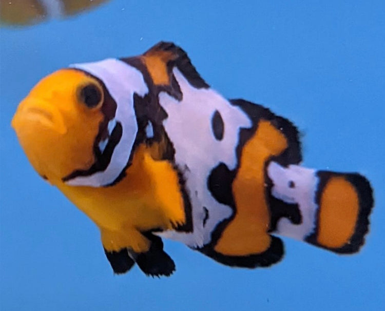 Designer Clownfish