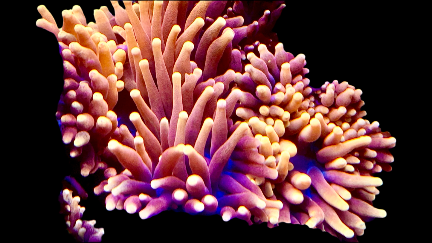 Colorado Sunburst Anemone