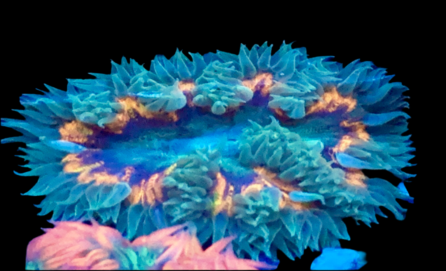 Ultra Rock Flower Anemone #7