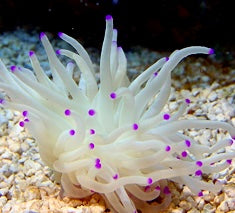 Purple tip Condi Anemone