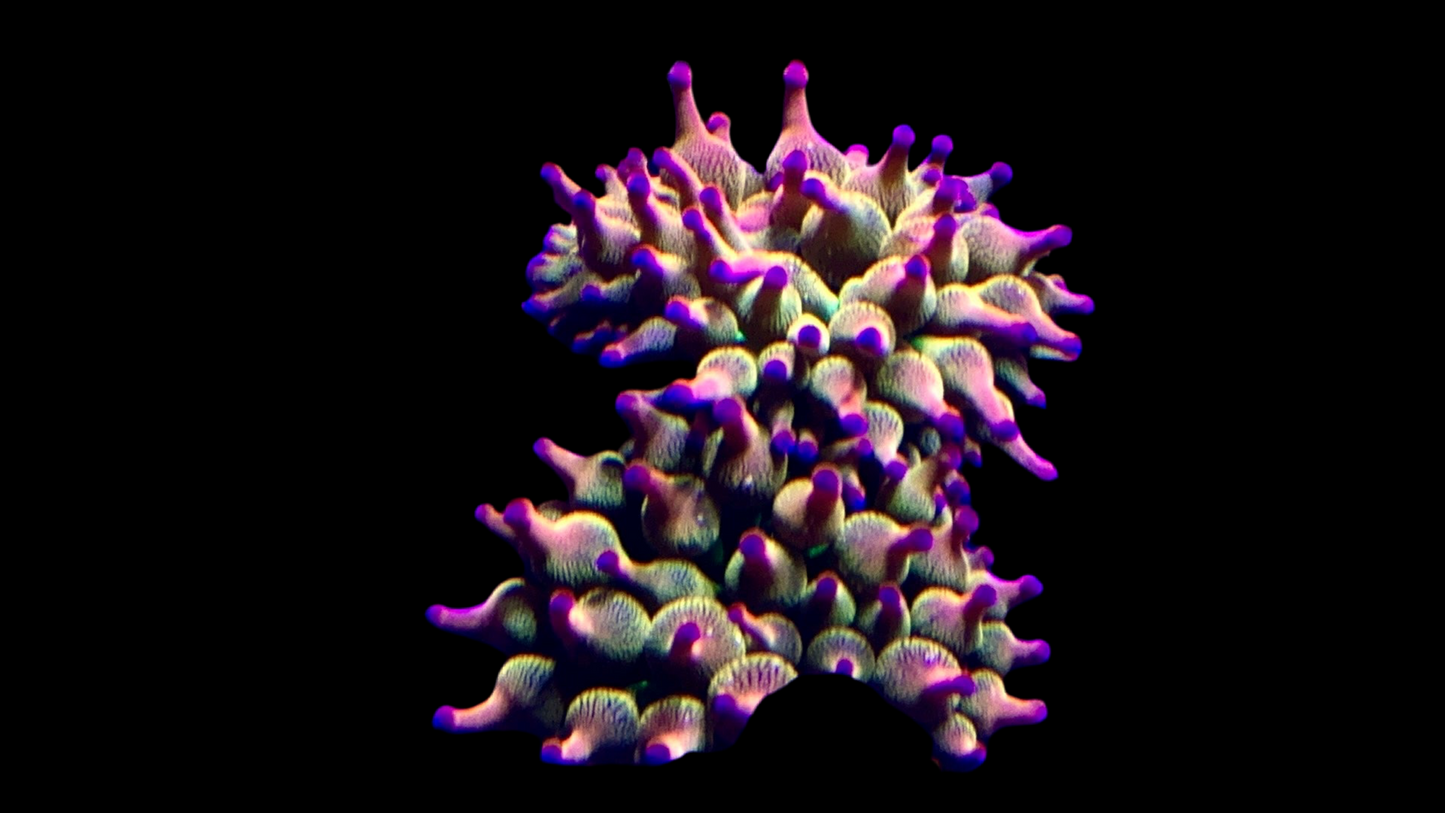 Ultra Gold bubble tip Anemone with pink/purple tips