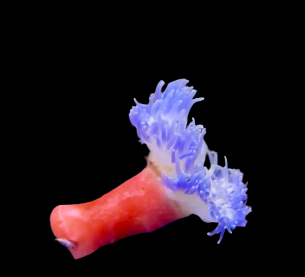 Blue Long Tentacle Anemone- Rare