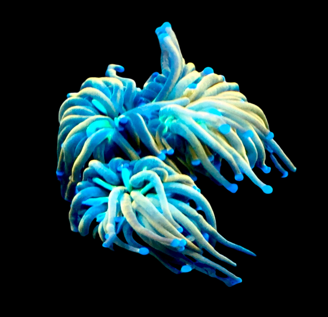 Ultra Reverse Holy Grail Torch- single