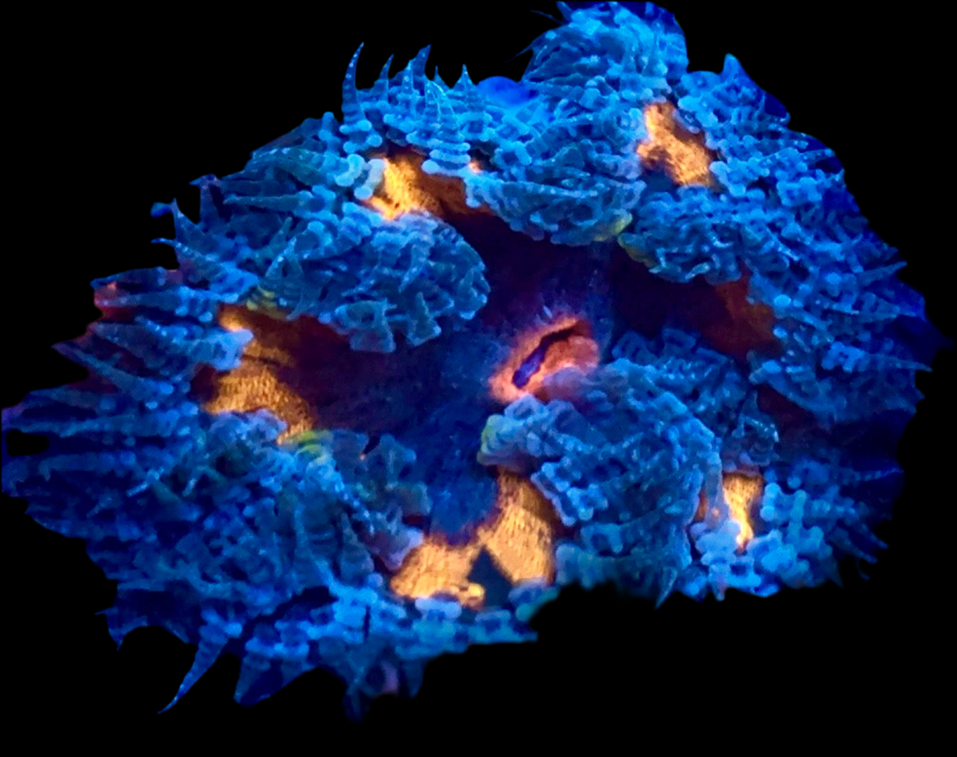 Ultra Rock Flower Anemone #6
