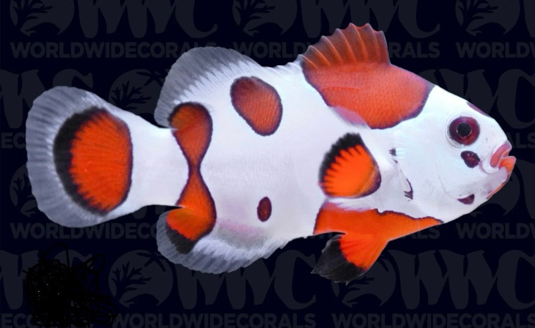 Orange Storm Clownfish pair
