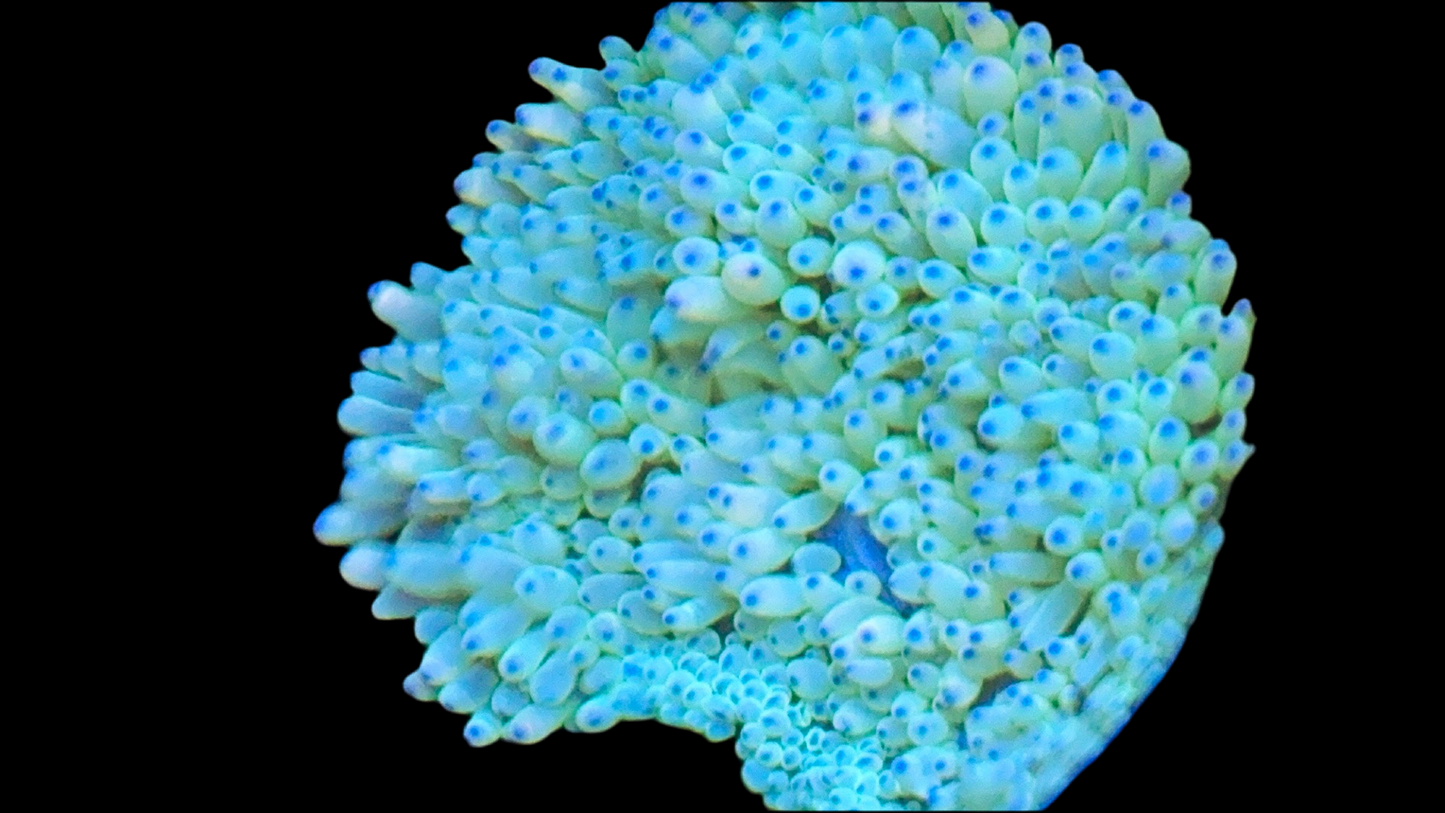 Unique Blue Tip Anemone