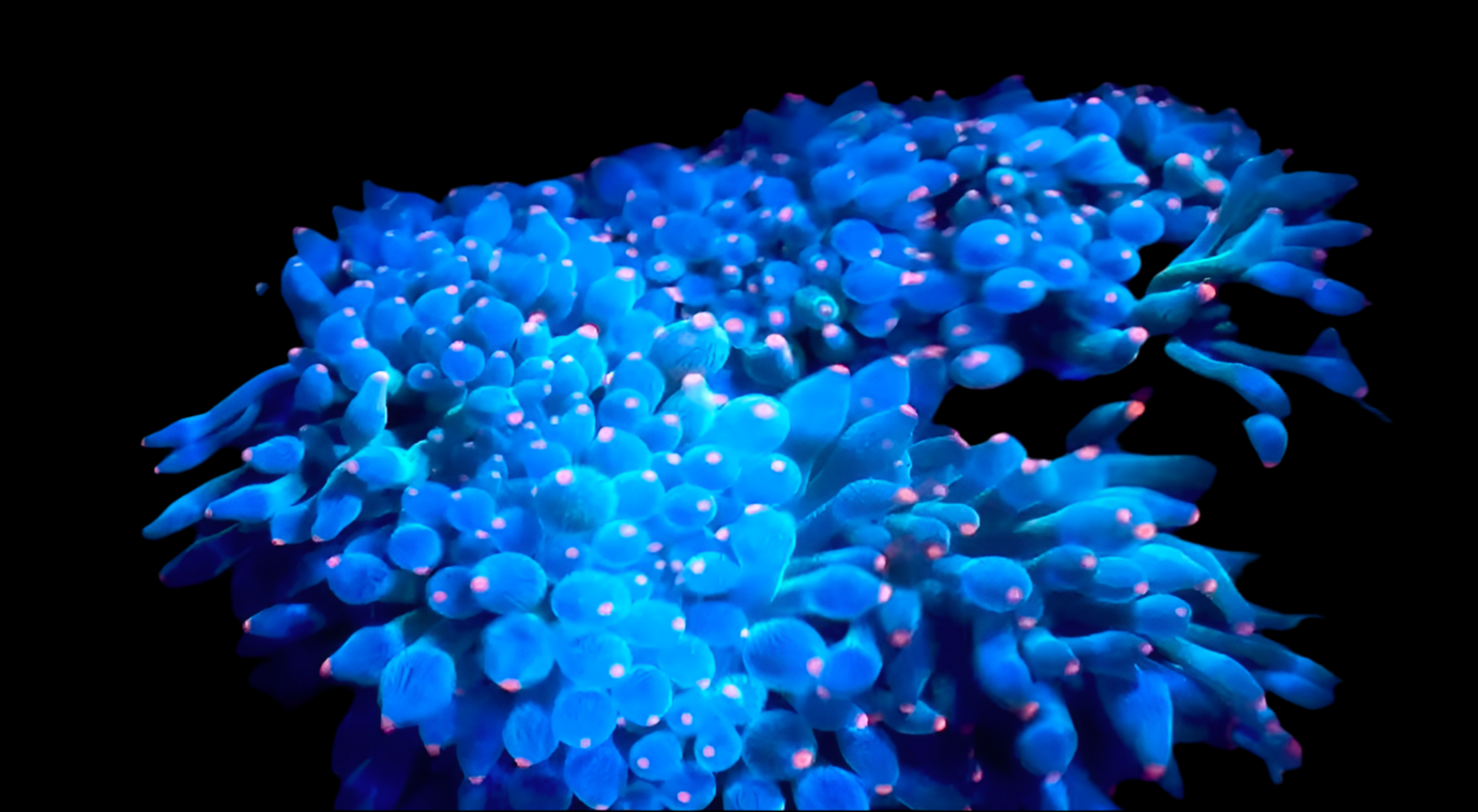 Midnight lantern bubble tip anemone