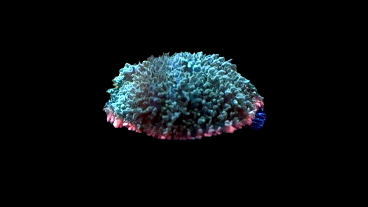 Frankenstein Bounce Mushroom