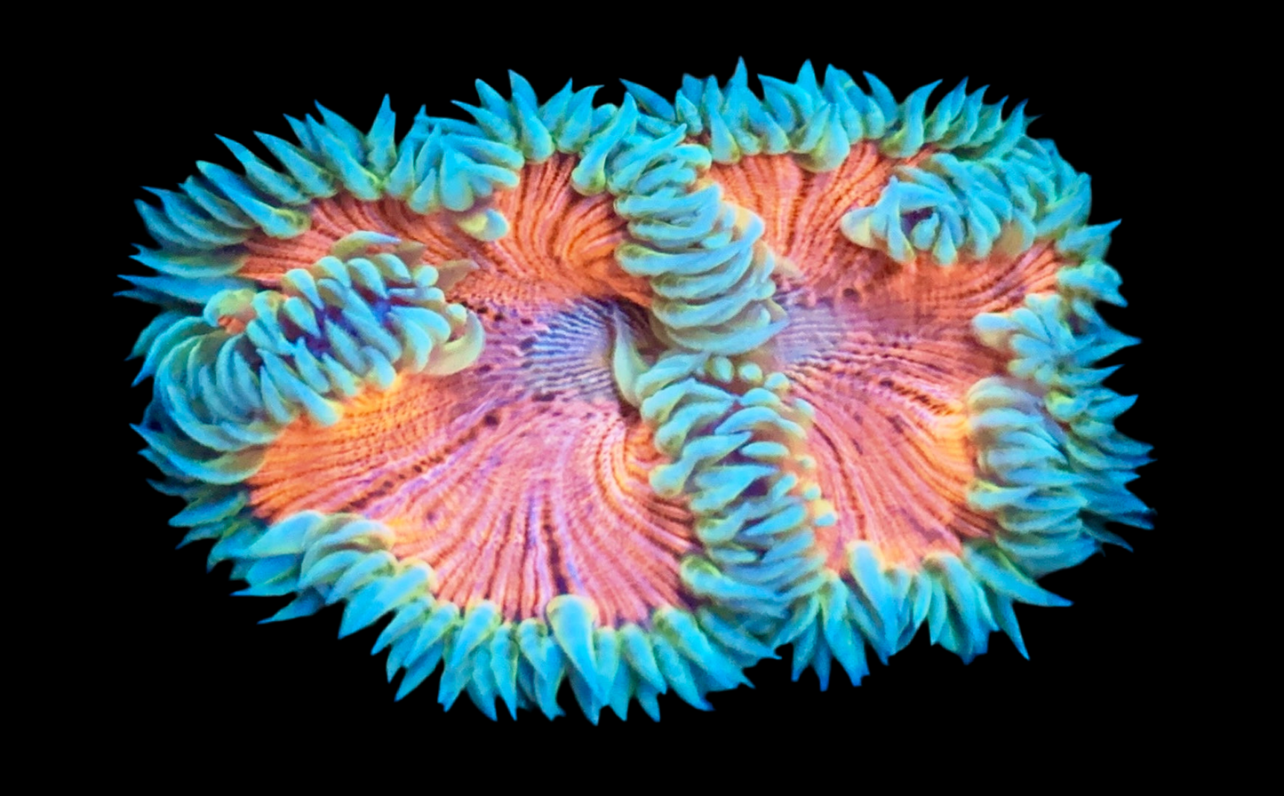 Ultra Rock Flower Anemone #4