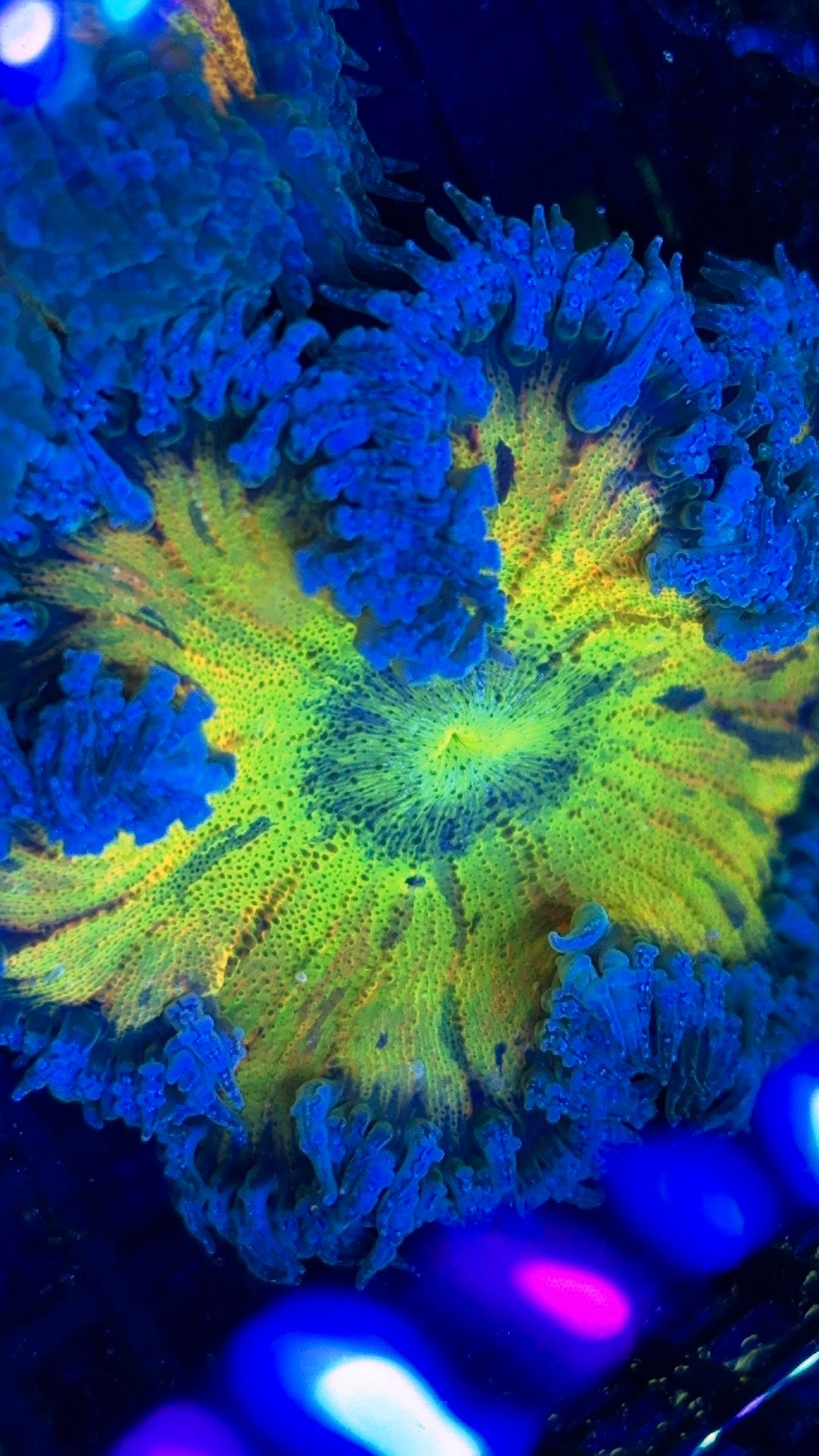 Painted Rainbow Rockflower Anemone #3
