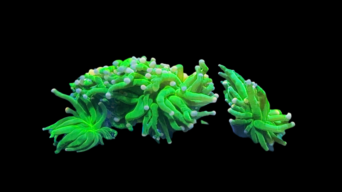 Reef Raft Pink Tip Neon green Torch - 1 head