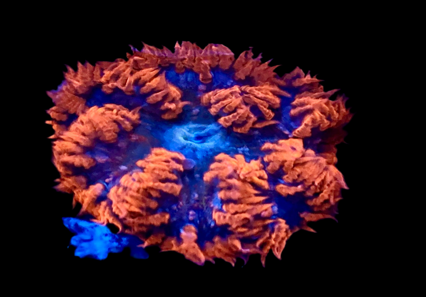 Ultra Dock Flower Anemone #1