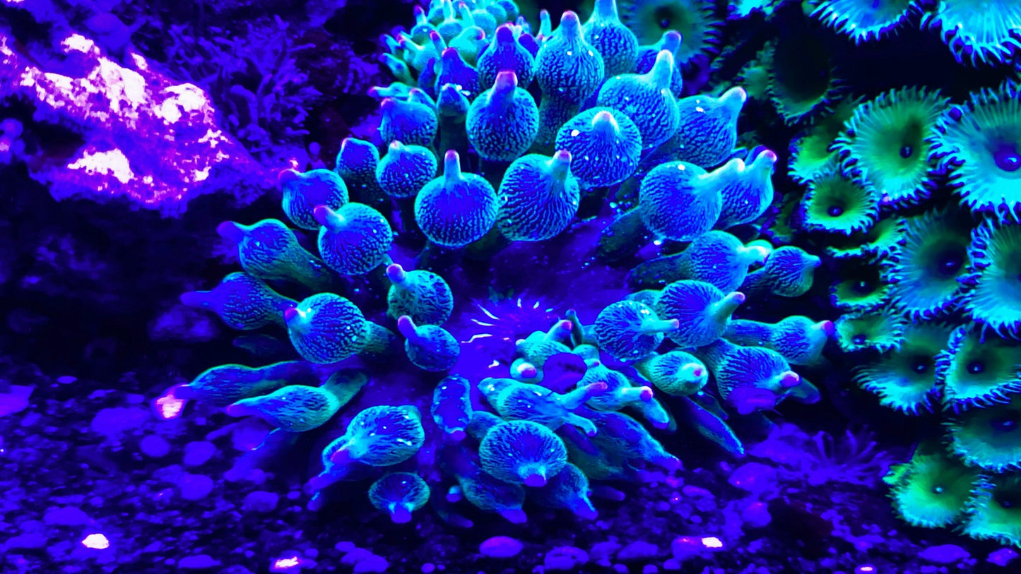 Nexus Joker Anemone