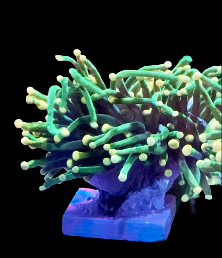 Peach tip neon green torch