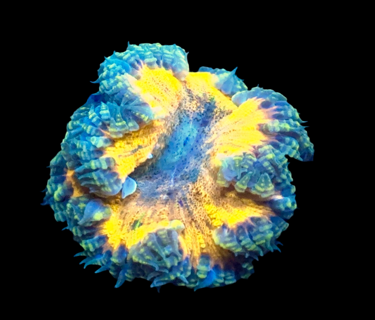 Ultra Rock Flower Anemone #5