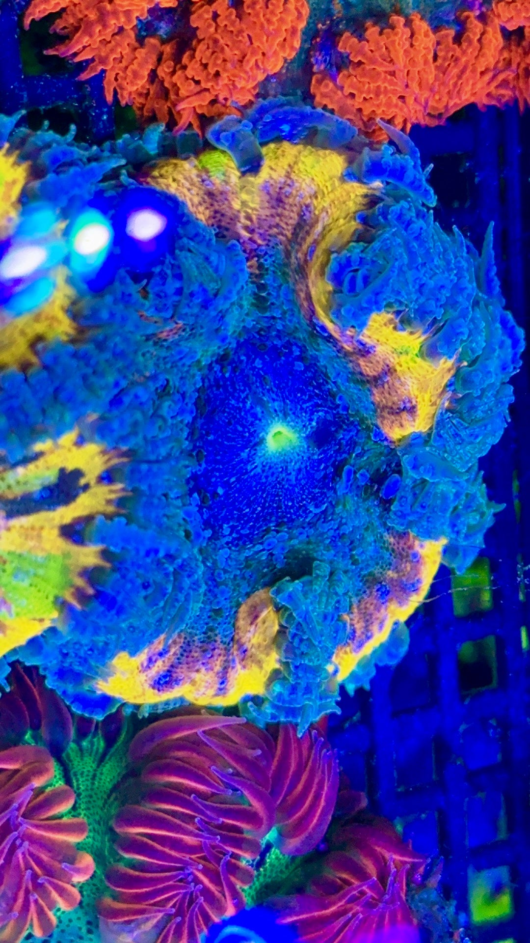 Painted Ultra Rockflower Anemone #2