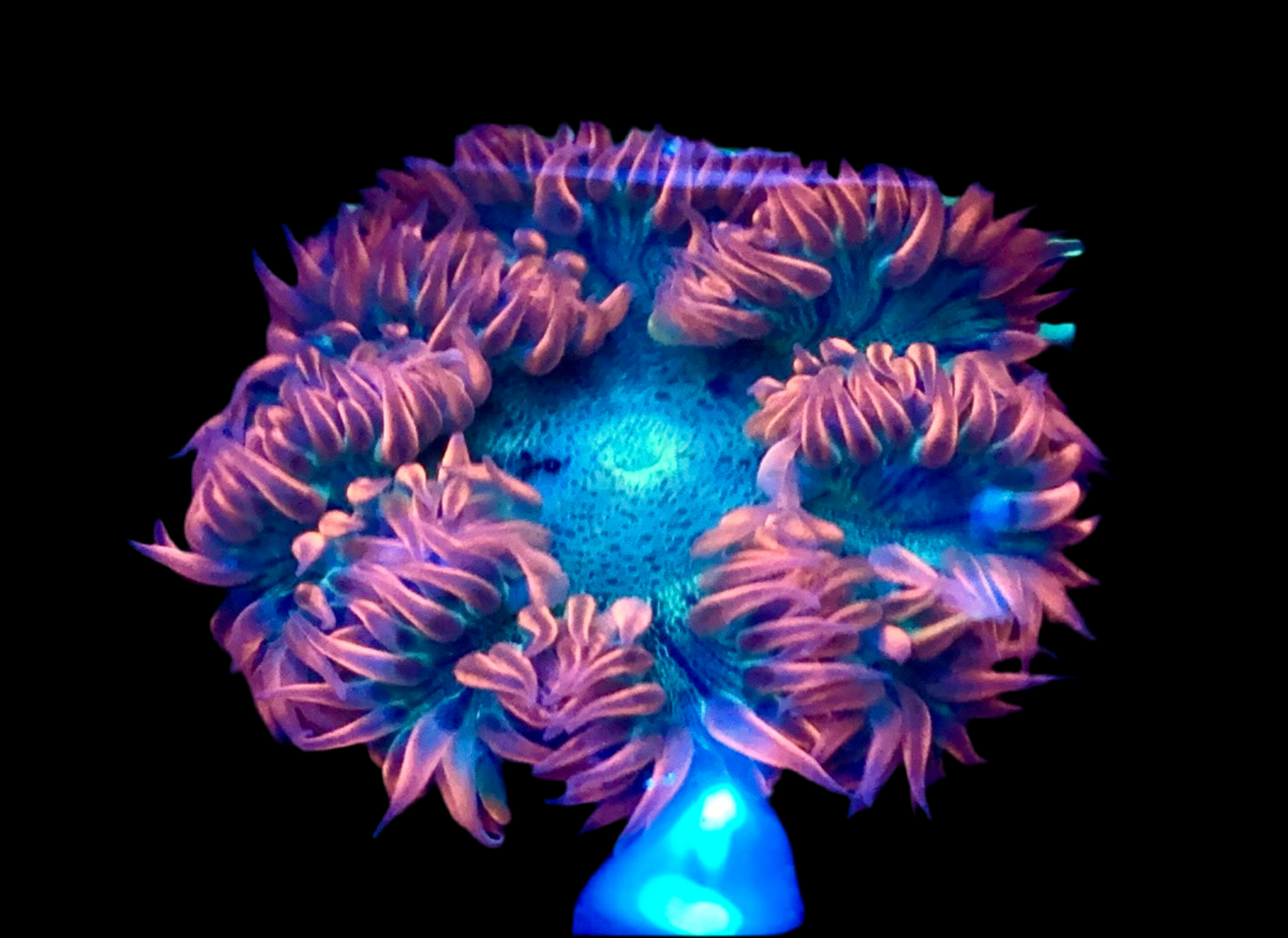 Ultra Rock Flower Anemone #3