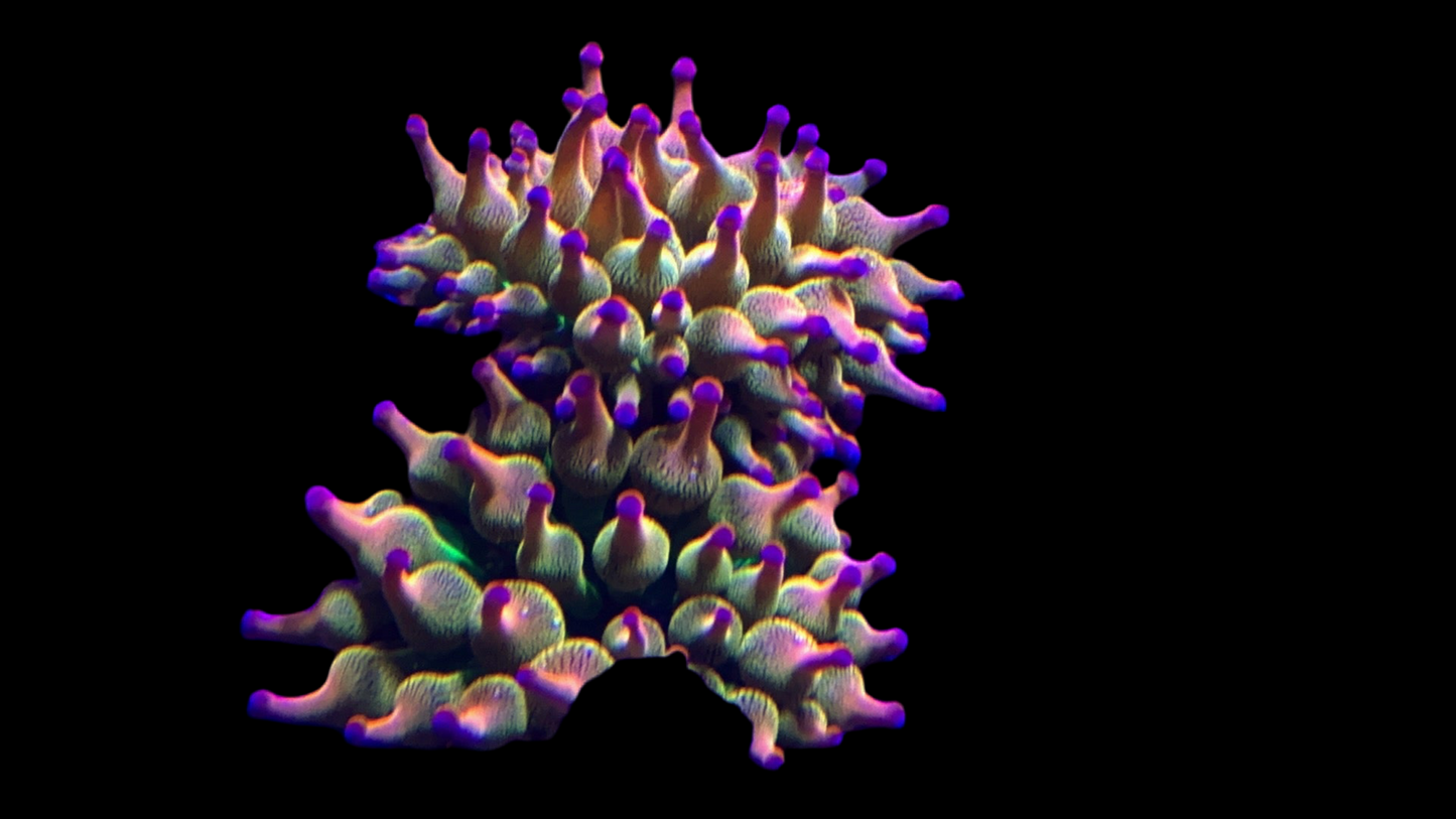 Ultra Gold bubble tip Anemone with pink/purple tips