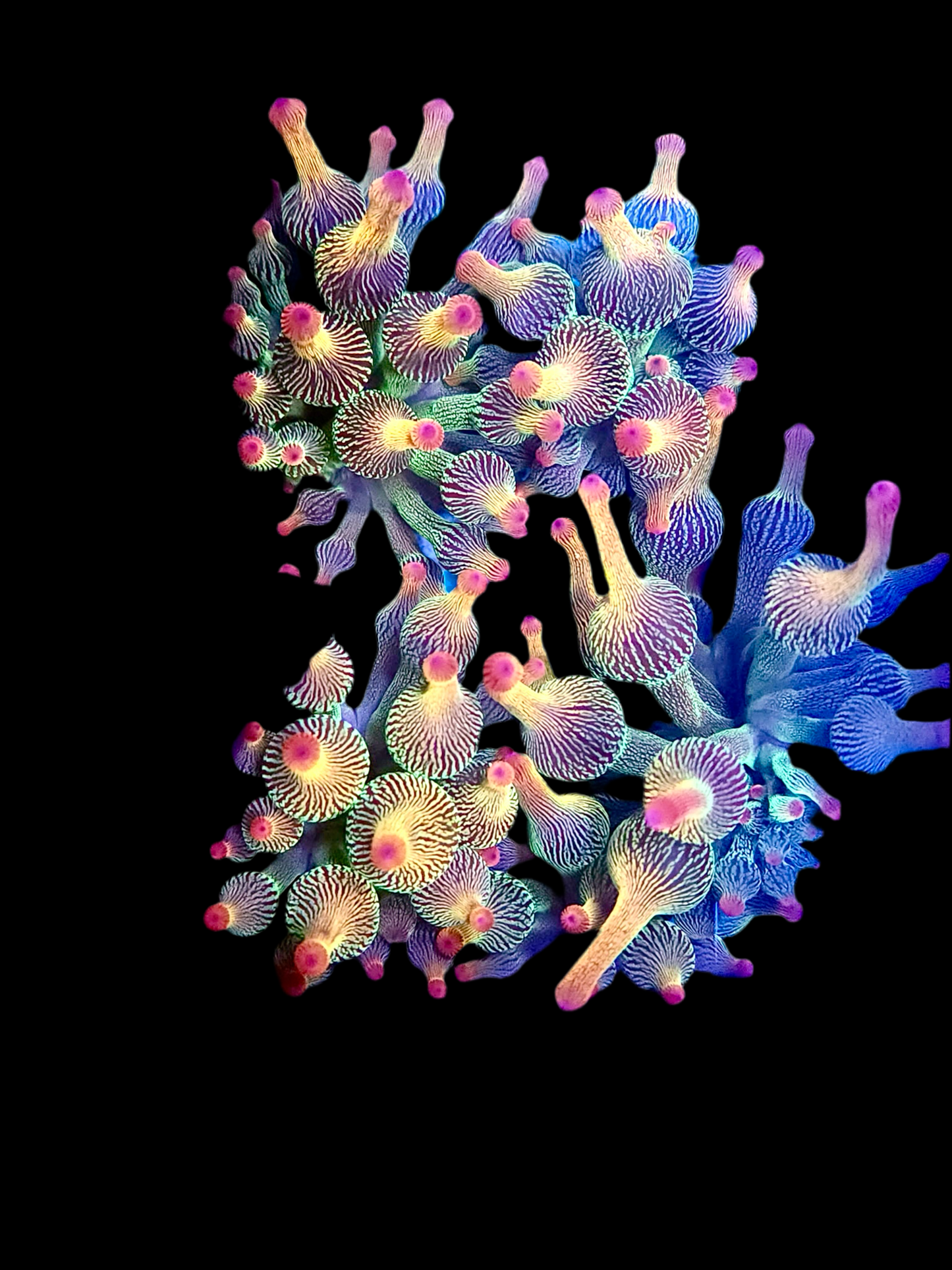 Holy Grail Bubble Tip Anemone
