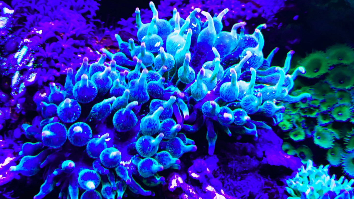Nexus Joker Anemone