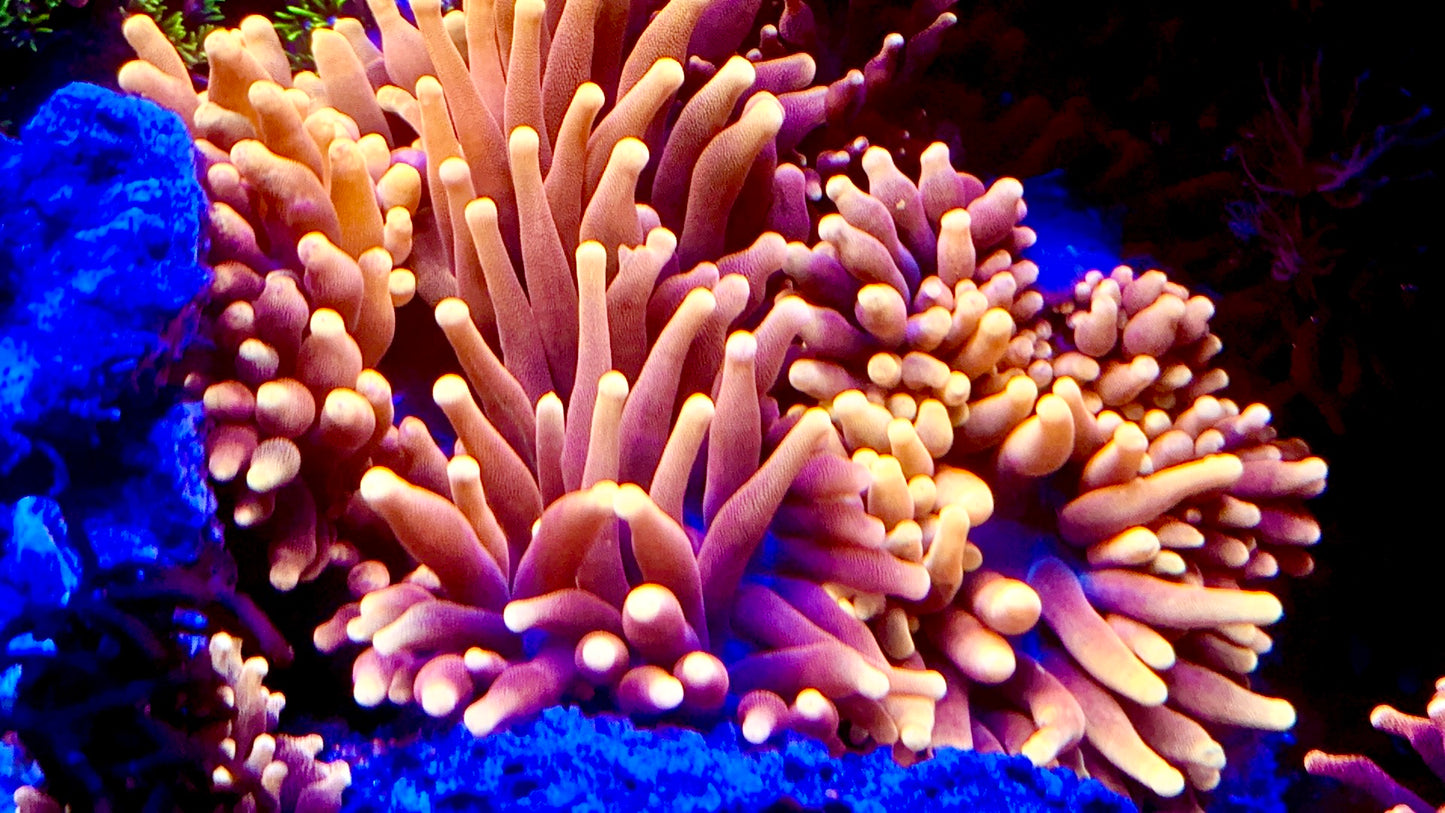 Insane Colorado Sunburst Anemone 10-12”