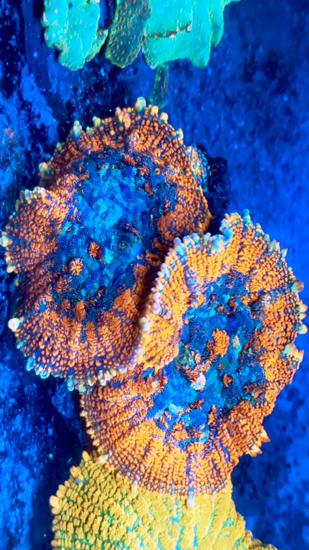 Giant Rainbow Rhodactis