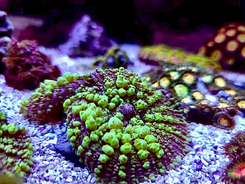 Uranium Bounce Mushroom