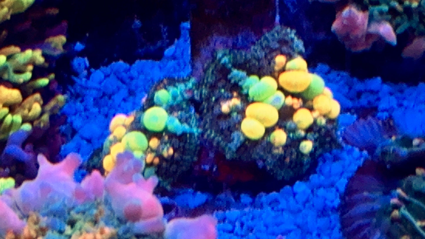 OG Bounce Mushroom