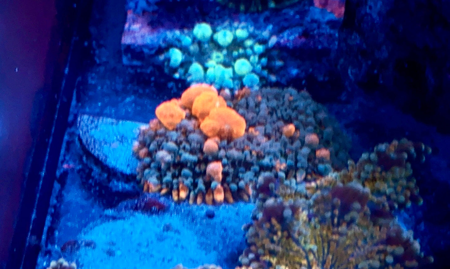 Sunkist Bounce mushroom