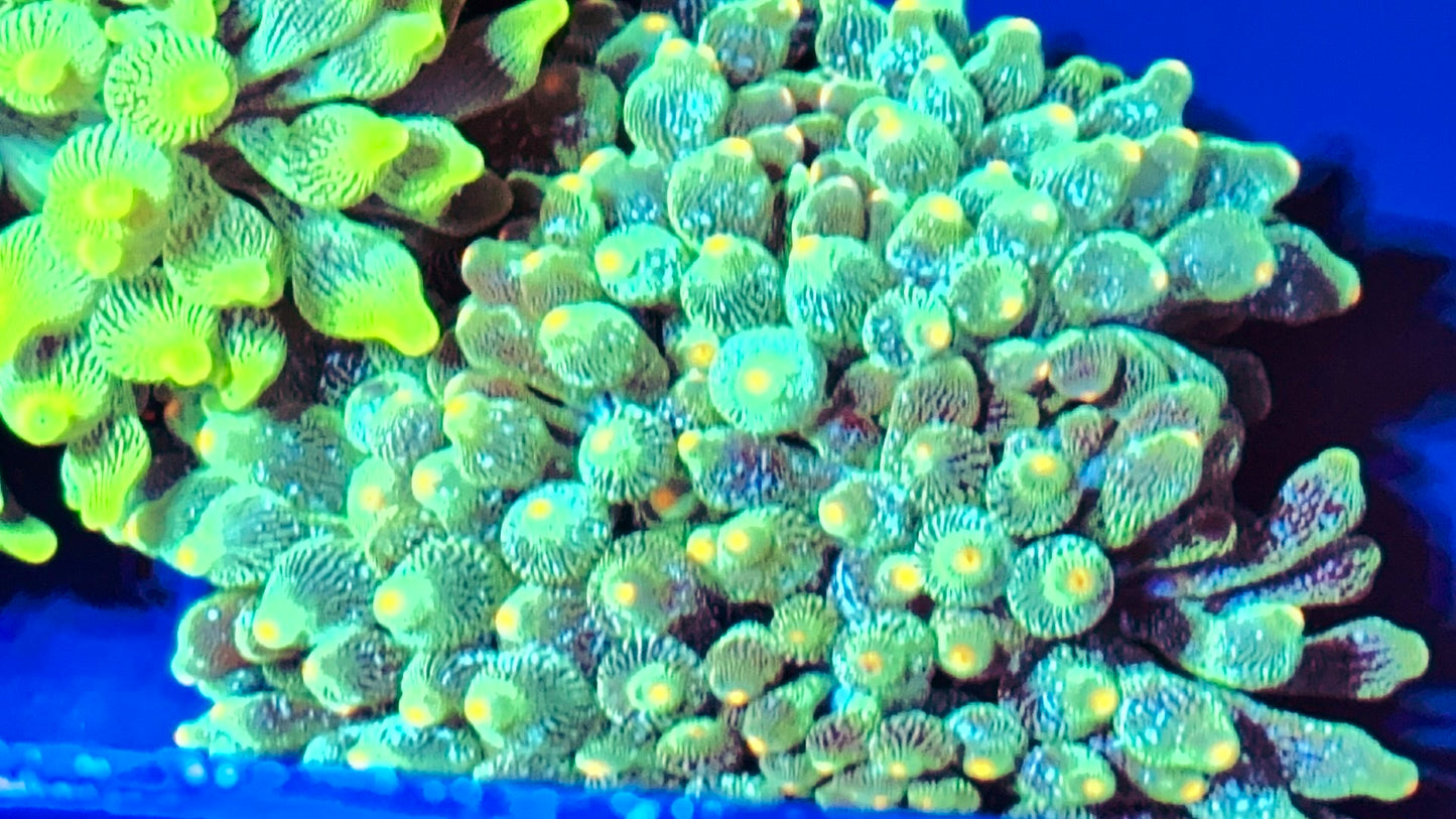 Acid wash Teal bubble tip with orange tips