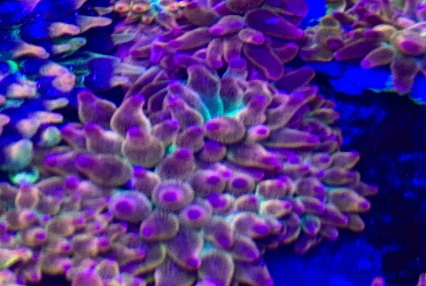 Ultra Rainbow Sunset Anemone