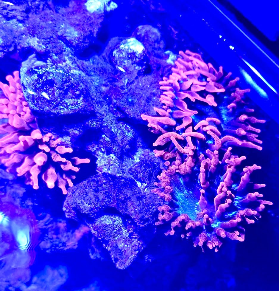 Black Widow Anemone