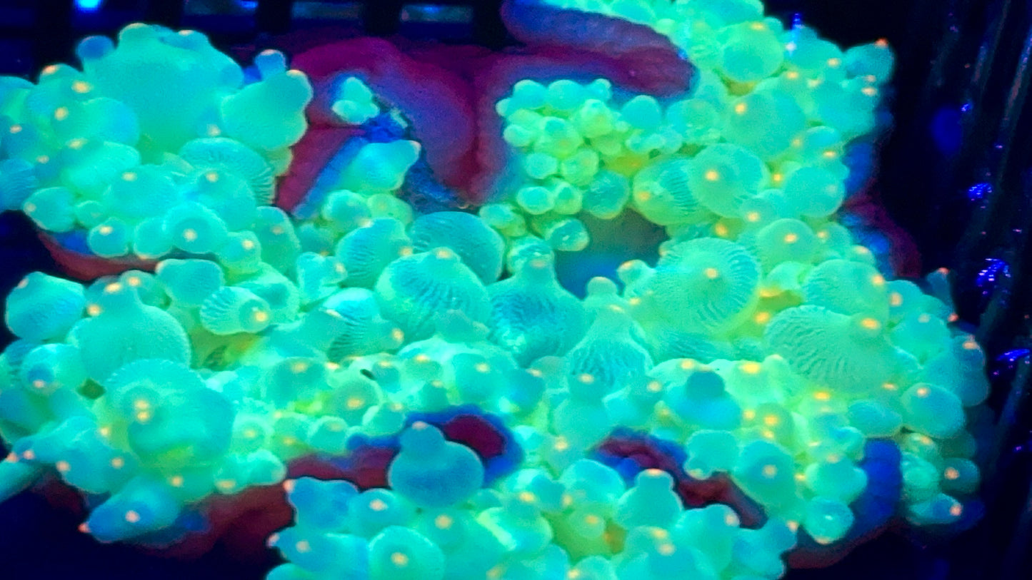 Orange Tip Neon BTA 6-7” size