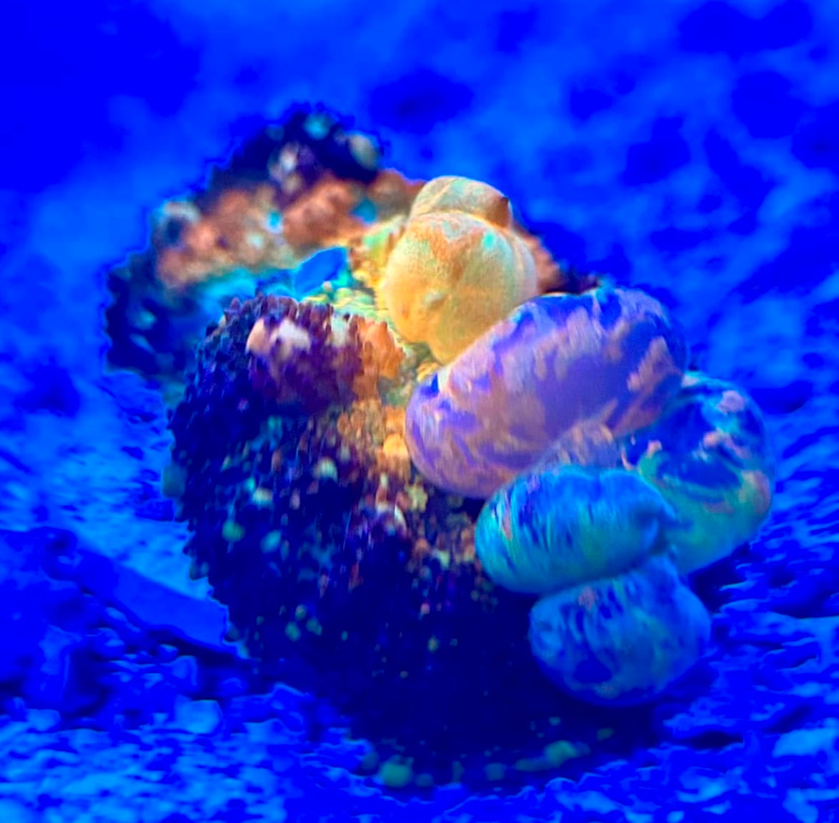 Ultra Godzilla Powerball mushroom