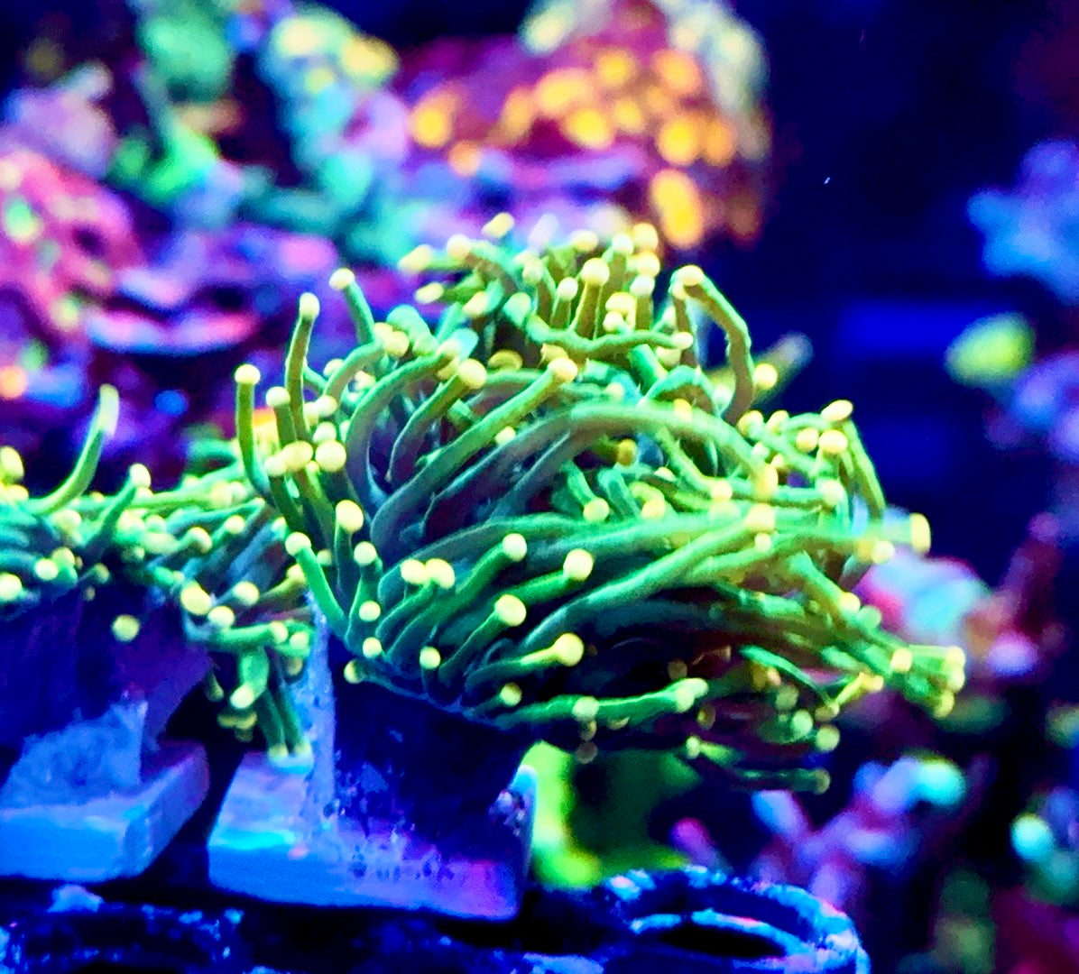 Peach tip Neon Green Torch