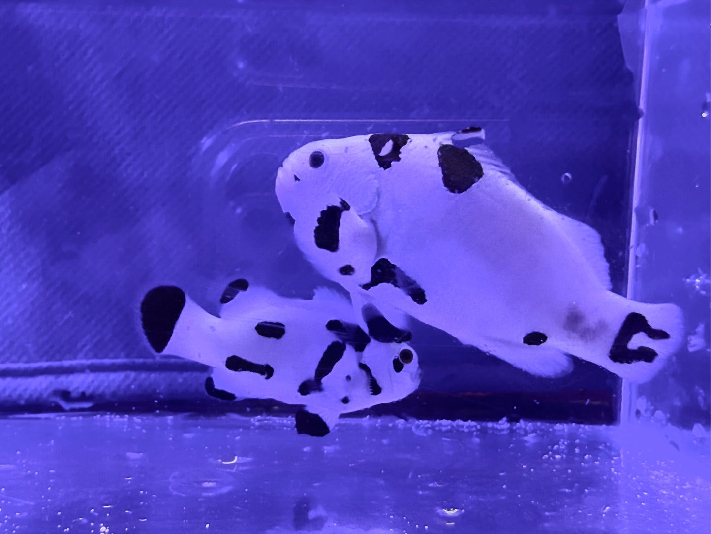 Panda Storm Breeding Pair