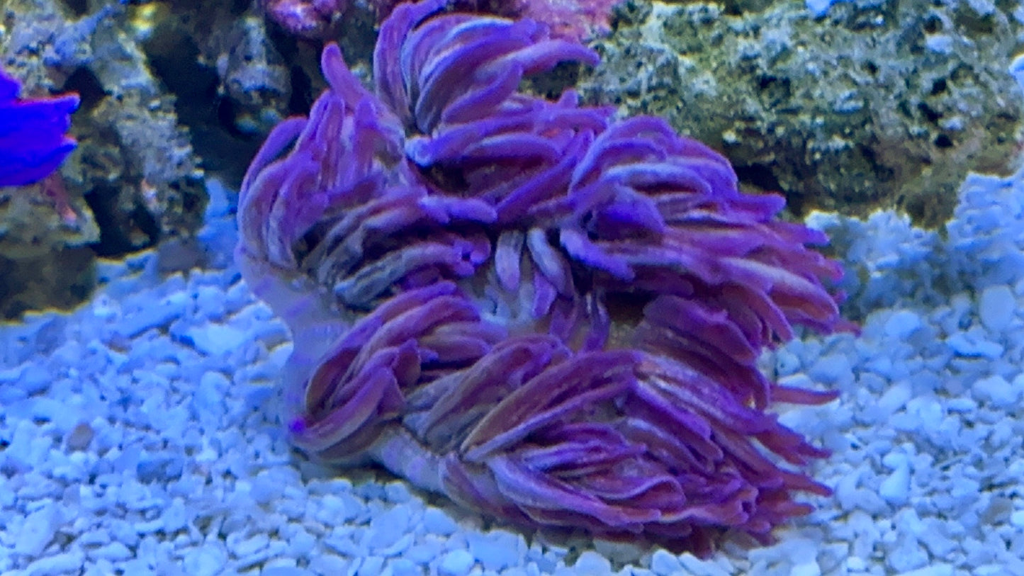 Purple Long Tentacle Anemone
