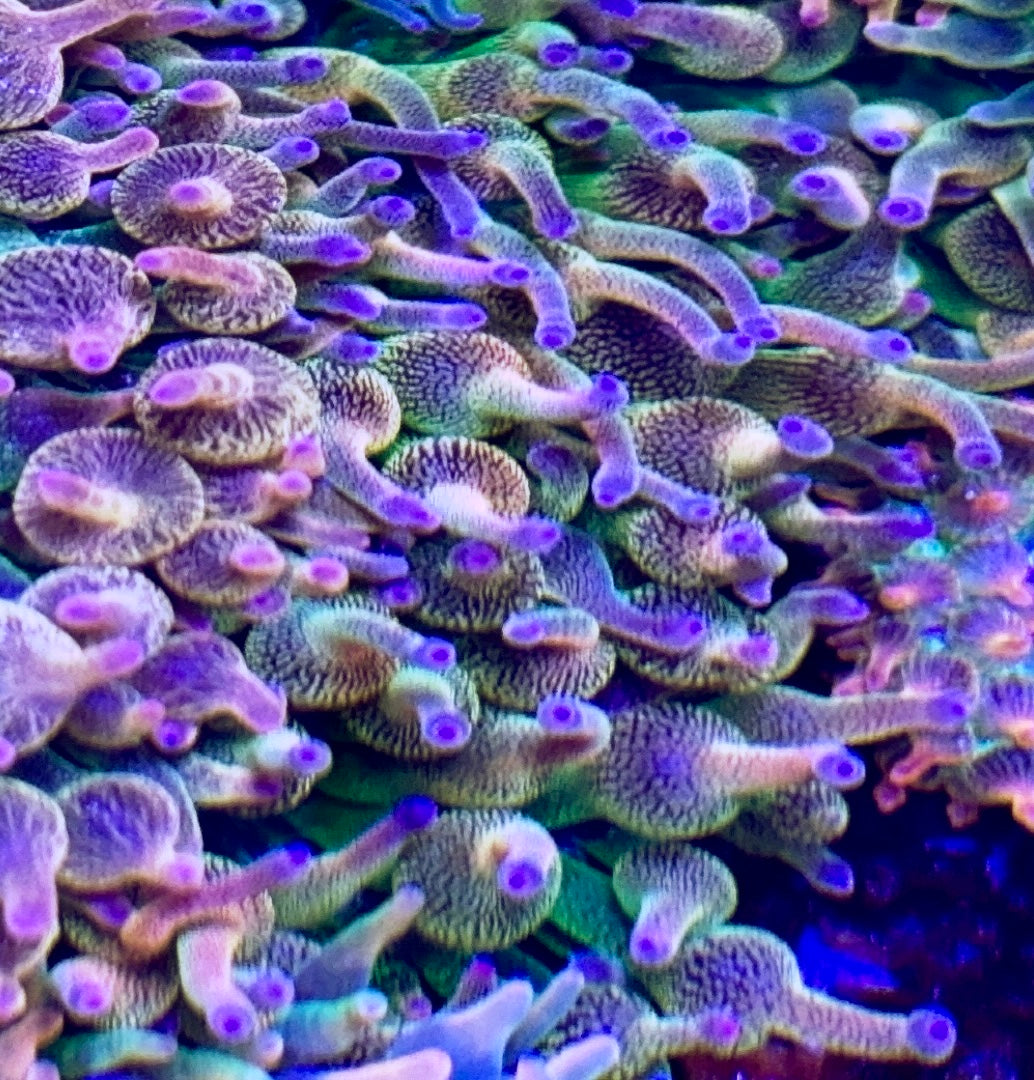 Purple Tip Ultra Rainbow Anemone