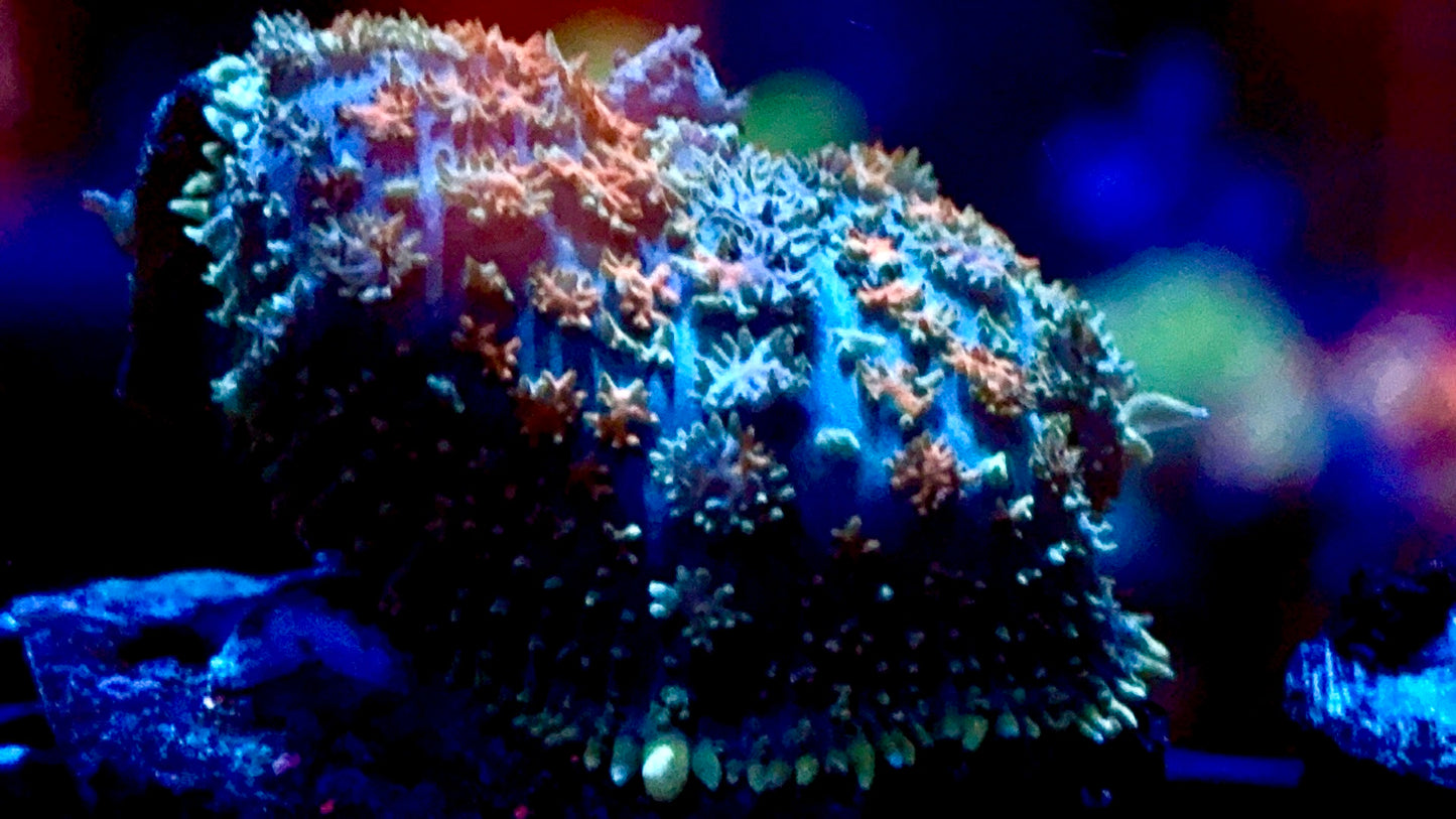 Berserker Bounce Mushroom