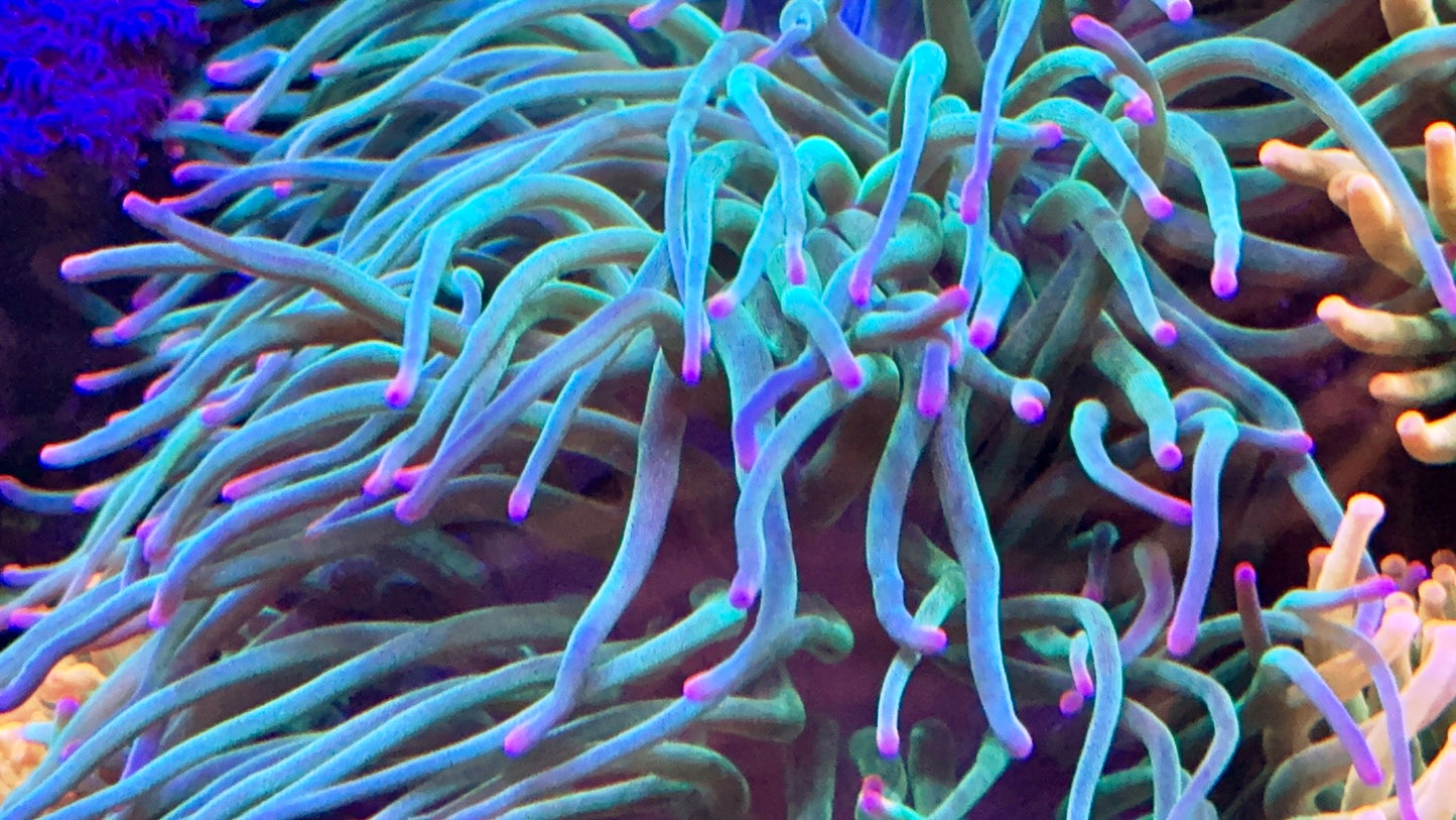 Rare long tentacle anemone with purple tip