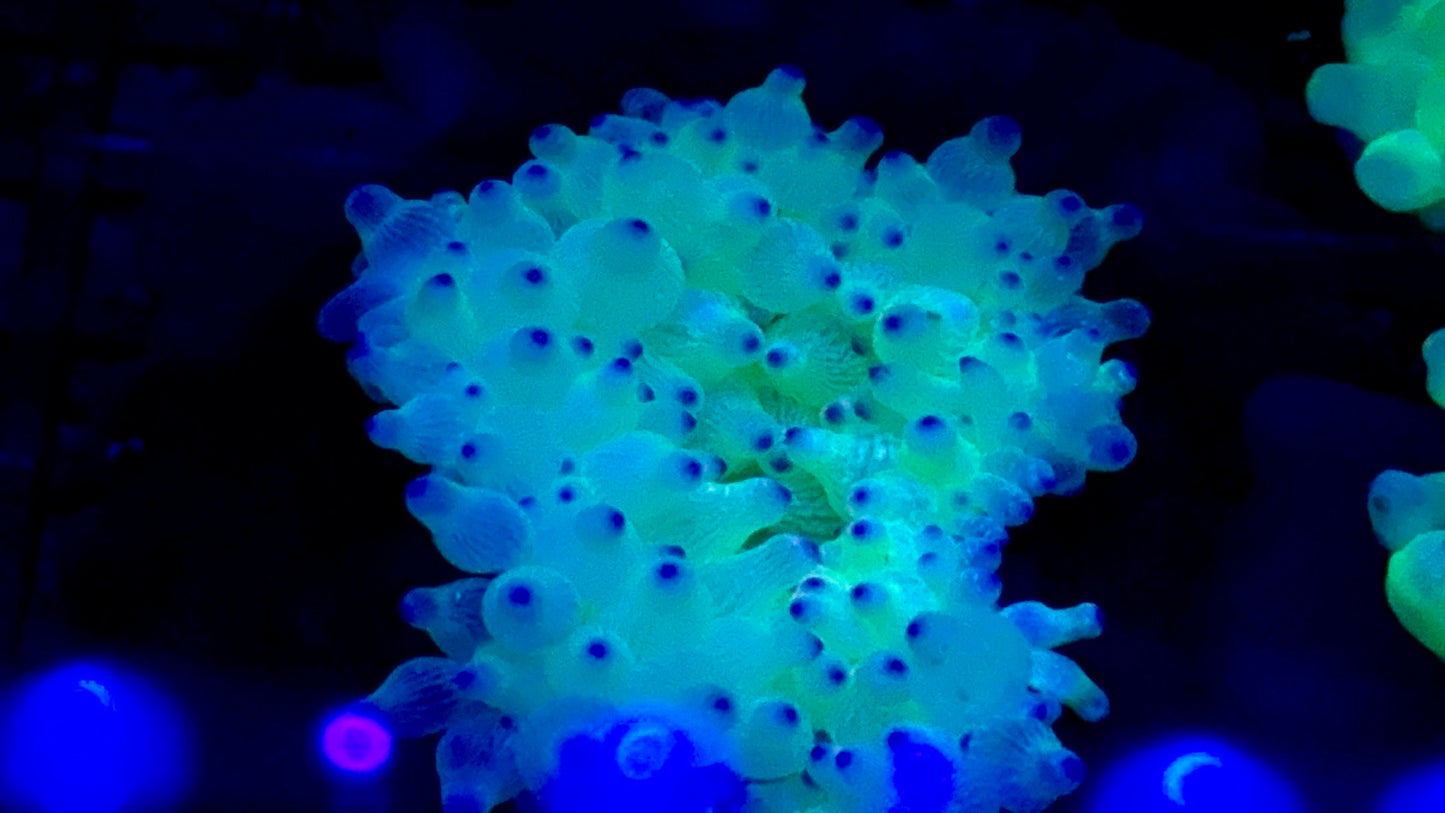 Blue/Purple Tip Neon BTA