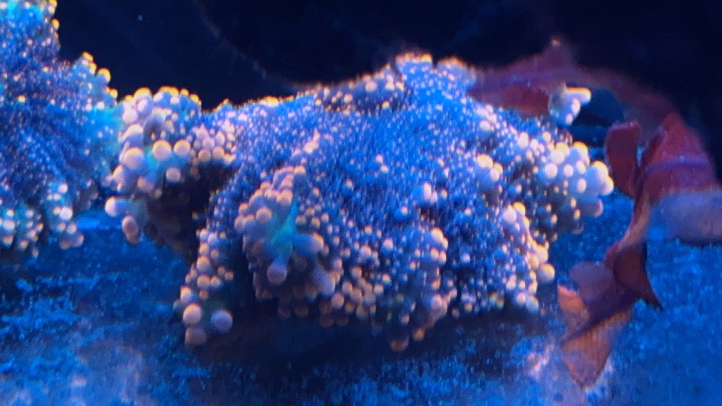 Giant Pink Lady Yuma