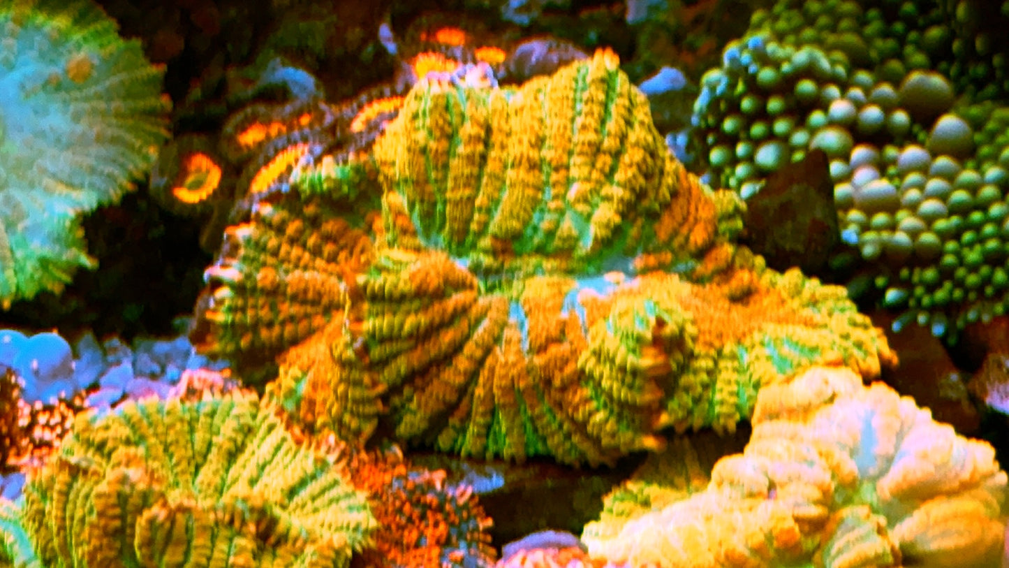 Giant Burning Bush Citrus Mushroom