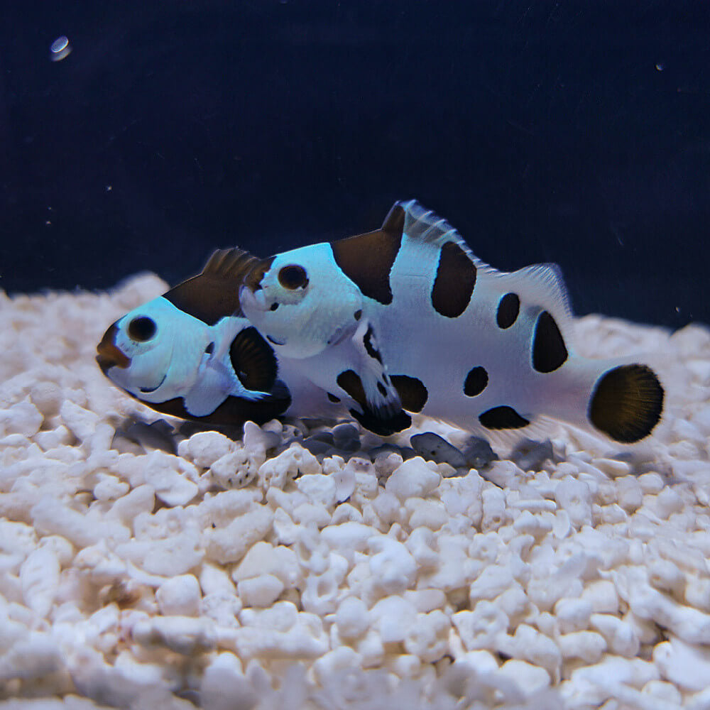 Mocha storm Clownfish pair