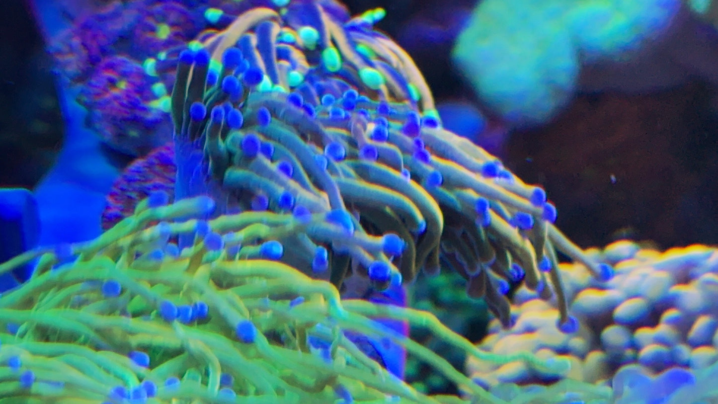 Reverse HG Torch