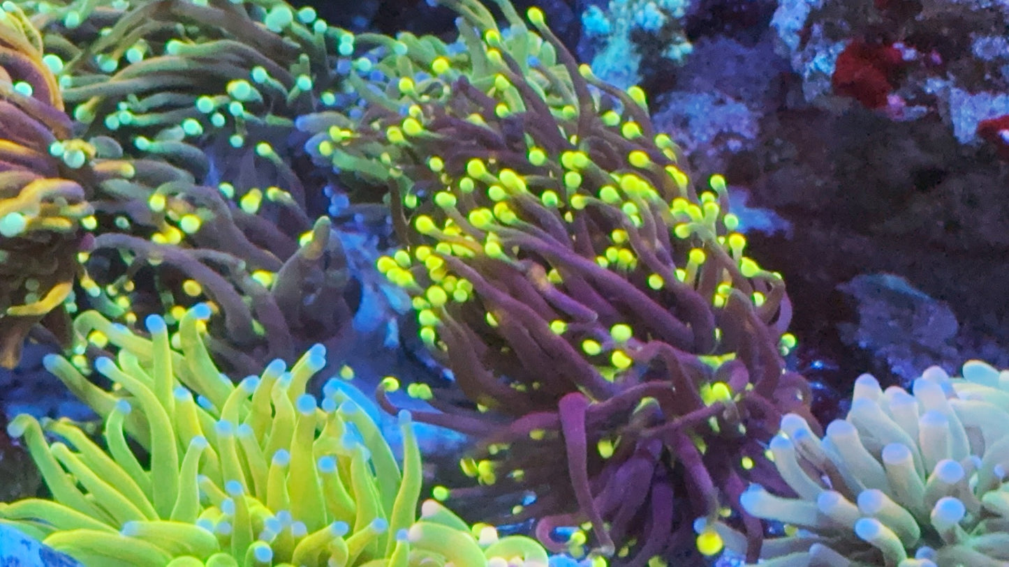 Gold Medusa Tiger Torch