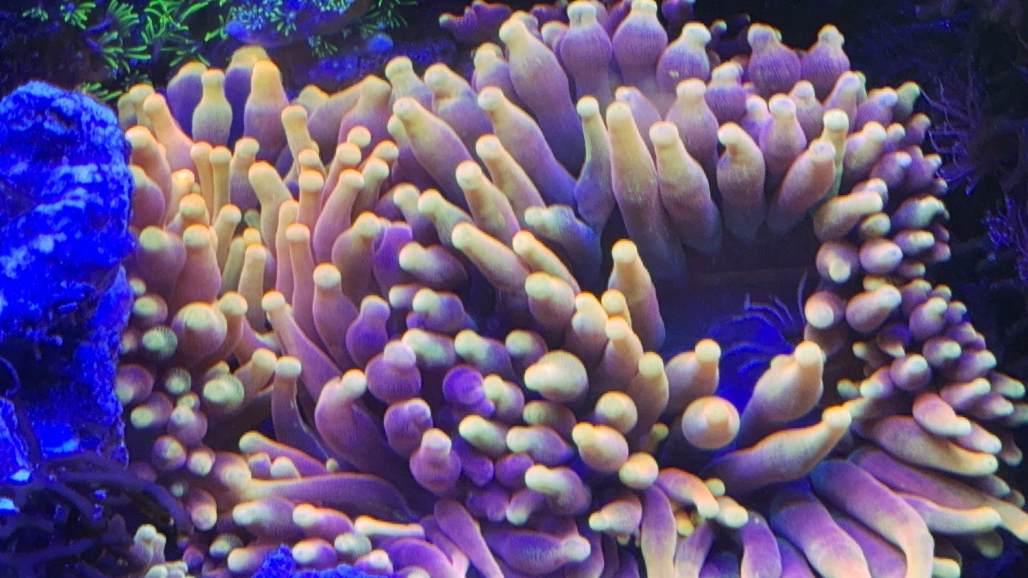Insane Colorado Sunburst Anemone 10-12”