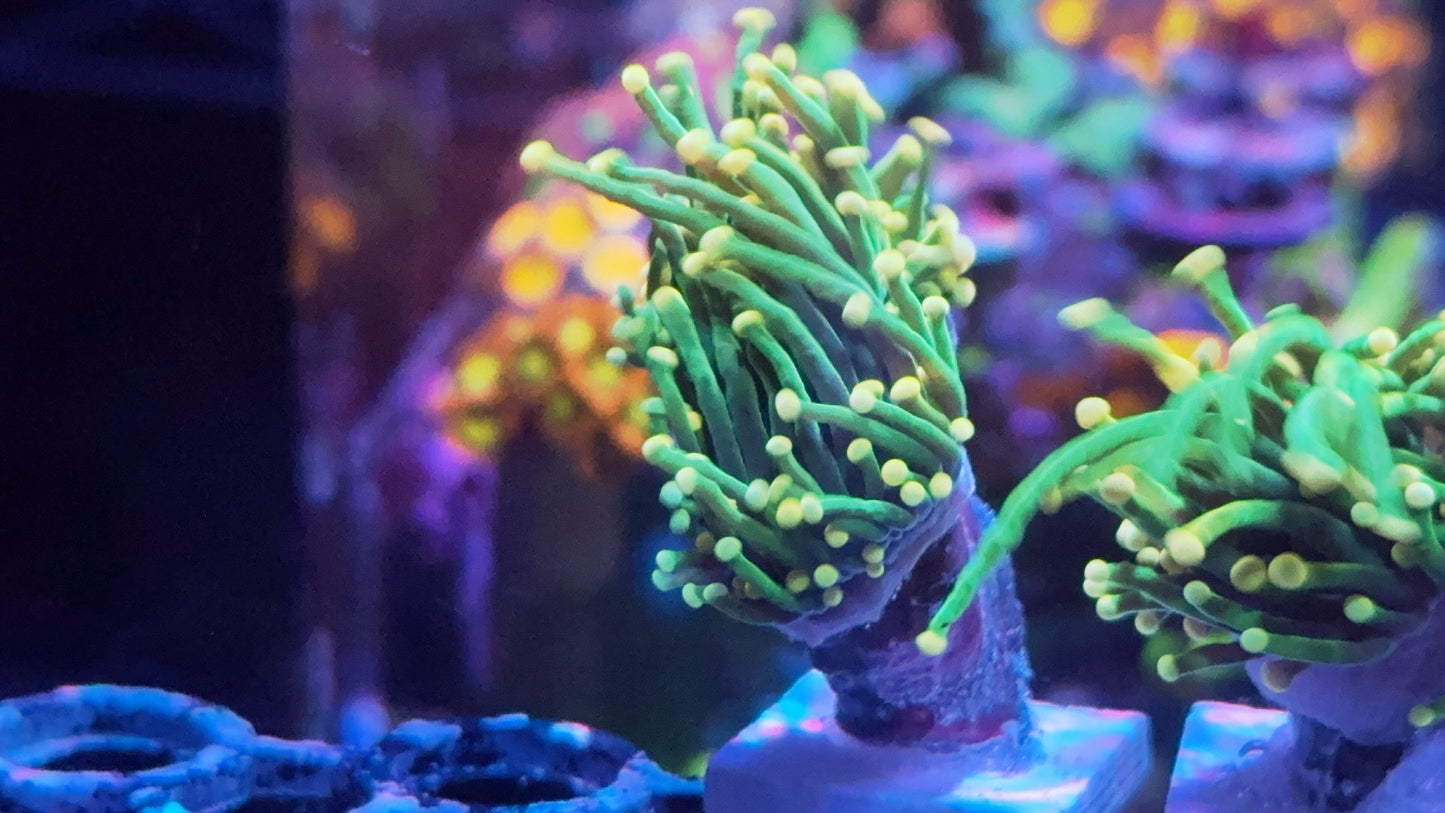 Peach tip neon torch