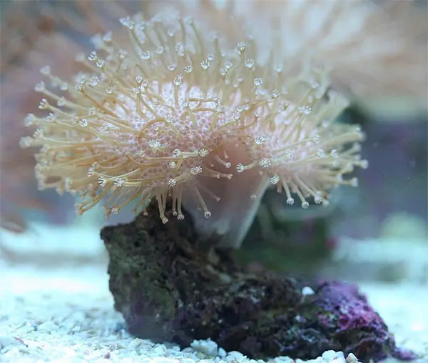 Fiji White toadstool coral